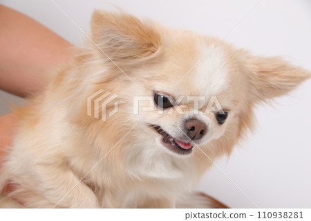 A cream-colored chihuahua looks angry with its mouth open A cream-colored chihuahua looks angry with its mouth open 110938281