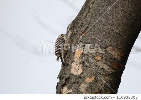 A black woodpecker perched on a tree A black woodpecker perched on a tree 110938308