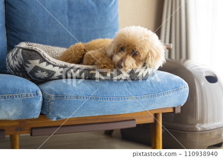 老狗玩具貴賓犬在沙發上放鬆 老狗玩具貴賓犬在沙發上放鬆 110938940