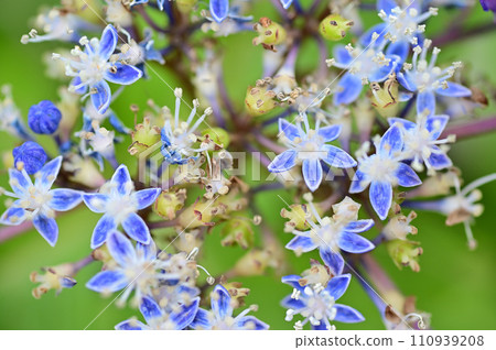 hydrangea   110939208