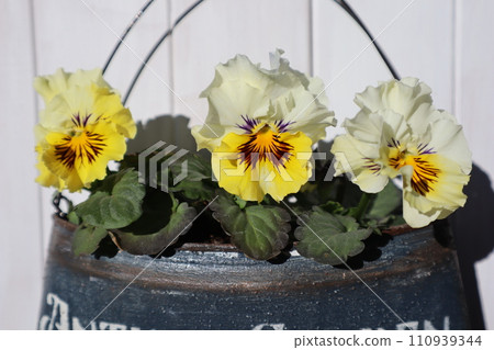 用翻製罐中種植的種子培育出的褶邊三色堇 110939344