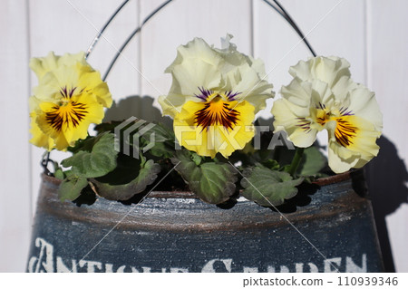 黃色褶邊三色堇種植在改造罐中 110939346