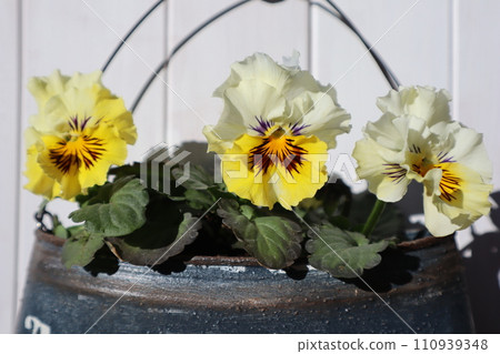 用翻製罐中種植的種子培育出的褶邊三色堇 110939348