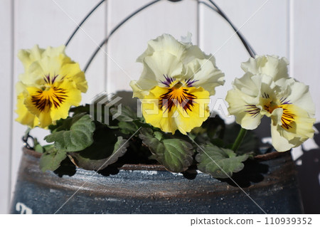 Frilled pansies planted in remake cans 110939352