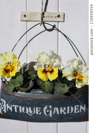 種植在翻製罐中的褶邊三色堇 110939354