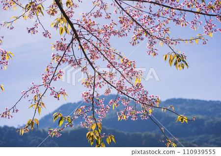 travel in nature concept with pink cherry blossom tree and clear sky in springtime season 110939555