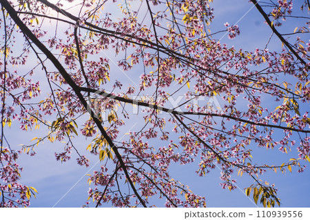 travel in nature concept with pink cherry blossom tree and clear sky in springtime season 110939556