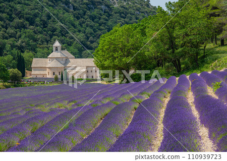 Senanque Abbey Gordes Provence Lavender fields Notre-Dame de Senanque Senanque Abbey Gordes Provence Lavender fields Notre-Dame de Senanque 110939723