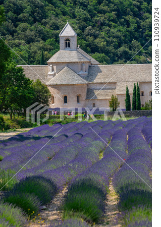 Senanque Abbey Gordes Provence Lavender fields Notre-Dame de Senanque 110939724