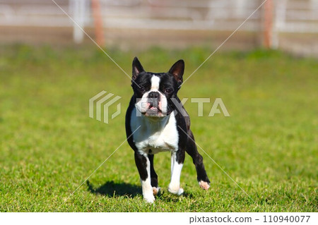 Mighty, a Boston terrier, looks at us with a cute smile at the dog run in the field ♡ 110940077