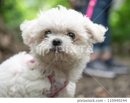 Little sweet white Maltipoo puppy baby is walking in nature Little sweet white Maltipoo puppy baby is walking in nature 110940244
