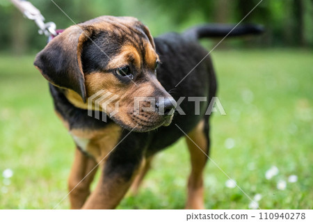Rottweiler Labrador Mix puppy baby guard dog relaxing outdoors Mixed breed dog Close-up 110940278