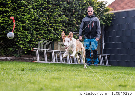 Happy white brown mix dog playing on green gras meadow in the Garden Happy white brown mix dog playing on green gras meadow in the Garden 110940289