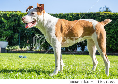 Happy white brown mix dog playing on green gras meadow in the Garden Happy white brown mix dog playing on green gras meadow in the Garden 110940300