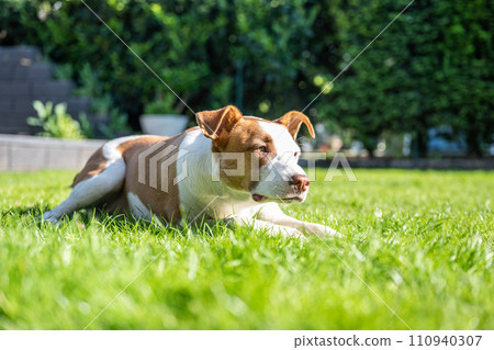 Happy white brown mix dog playing on green gras meadow in the Garden Happy white brown mix dog playing on green gras meadow in the Garden 110940307