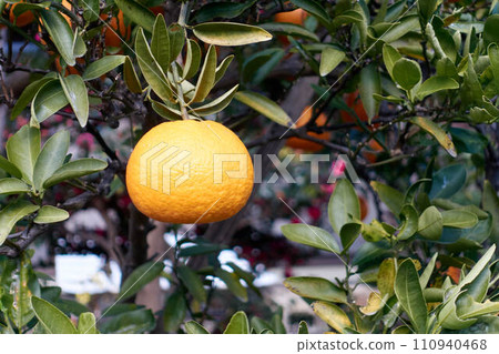 樹上的橘色橘子 110940468