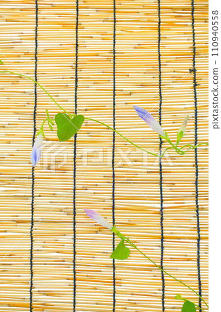 牽牛花 牽牛花 芽 牽牛花 牽牛花 芽 110940558
