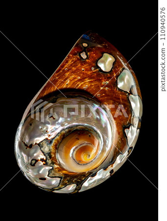 South African Turban Shell on a black background South African Turban Shell on a black background 110940576