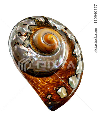South African Turban Shell on a white background South African Turban Shell on a white background 110940577