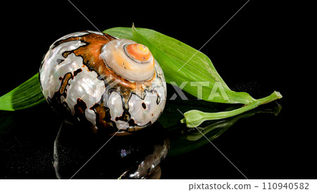 South African Turban Shell on a black background 110940582
