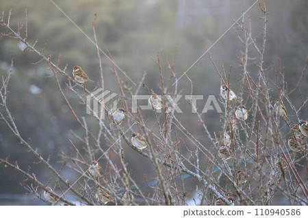 Sparrow that fits in branches Sparrow that fits in branches 110940586