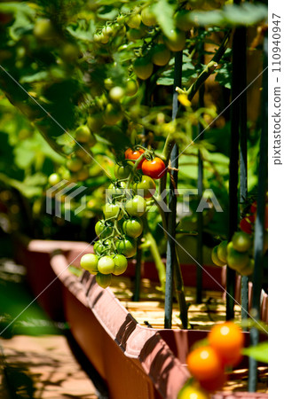 在花盆中種植櫻桃番茄；在瓷磚陽台上進行園藝愛好 110940947