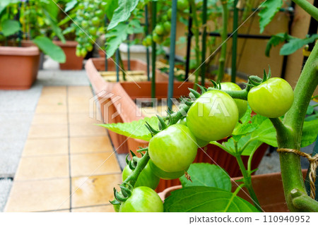 在花盆中種植櫻桃番茄；在瓷磚陽台上進行園藝愛好 110940952