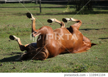Amazing western horse on the pasturage Amazing western horse on the pasturage 110941104