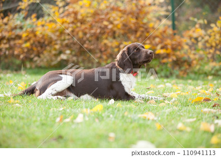 Amazing Small Munsterlander in autumn Amazing Small Munsterlander in autumn 110941113
