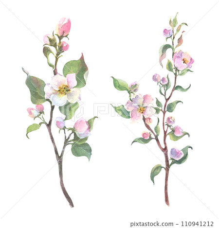 Watercolor apple tree branch and flowers, blooming tree on white background, isolated watercolor illustration. It's perfect for wedding cards and invitations, mothers day and valentines card. 110941212