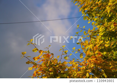 [Copy space] Yellow ginkgo tree and clouds 110941601