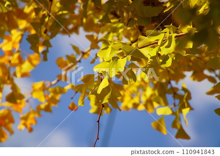 黃色的銀杏樹與綠色混合 110941843