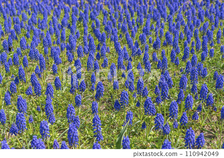 Vibrant blue-purple muscari 110942049