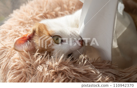 A cat playing with the curtain Brown Tiger White 110942370