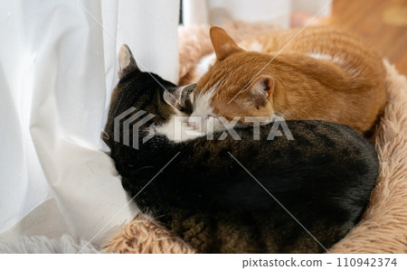 兩隻貓在窗邊放鬆 110942374