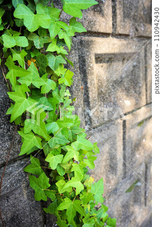 Green ivy crawling on the retaining wall 110942430