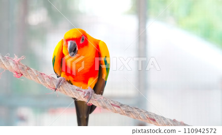 Close up Colorful yellow orange green love bird chirping while grabbing on rope 110942572
