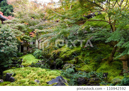 Ruriko-in garden in autumn_Moss garden in autumn leaves season Ruriko-in garden in autumn_Moss garden in autumn leaves season 110942592