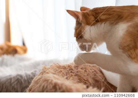 美容貓棕虎白 美容貓棕虎白 110942608