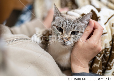 pet the cat 110942618