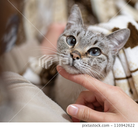 pet the cat 110942622