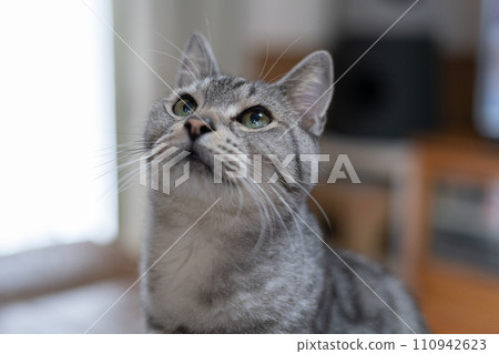 The staring cat, the Sabatra cat The staring cat, the Sabatra cat 110942623