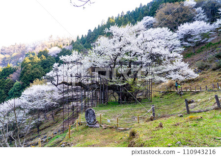 Tarumi cherry blossoms in full bloom under the morning sun 5 Yabu City, Hyogo Prefecture Tarumi cherry blossoms in full bloom under the morning sun 5 Yabu City, Hyogo Prefecture 110943216