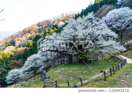 Tarumi cherry blossoms in full bloom in the morning sun 7 Yabu City, Hyogo Prefecture 110943218
