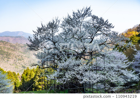 Tarumi cherry blossoms in full bloom in the morning sun and the mountain range of the Chugoku Mountains 1 Yabu City, Hyogo Prefecture 110943219
