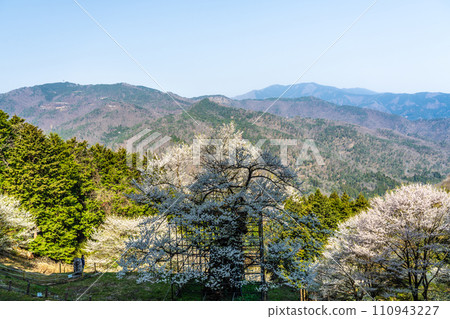 朝陽下的垂水櫻花和中國山地的連峰盛開 3 兵庫縣矢部市 110943227