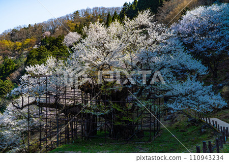 Tarumi cherry blossoms in full bloom under the morning sun 17 Yabu City, Hyogo Prefecture Tarumi cherry blossoms in full bloom under the morning sun 17 Yabu City, Hyogo Prefecture 110943234