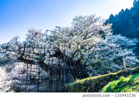 Tarumi cherry blossoms in full bloom under the morning sun 19 Yabu City, Hyogo Prefecture Tarumi cherry blossoms in full bloom under the morning sun 19 Yabu City, Hyogo Prefecture 110943236