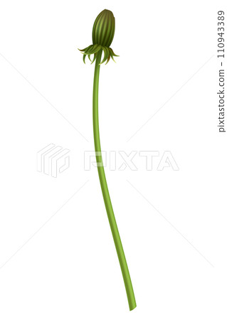 Dandelion. Realistic flower. Summer natural season element, beautiful grass. Vector icon illustration isolated on white background 110943389