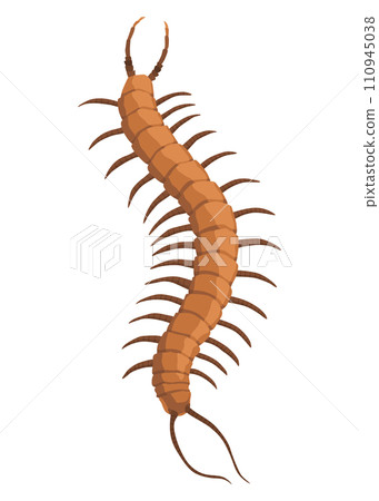 Nasty insect. Centipede and millipede. Flat cartoon isolated on white. Long worm with spikes. Brown Earwig 110945038